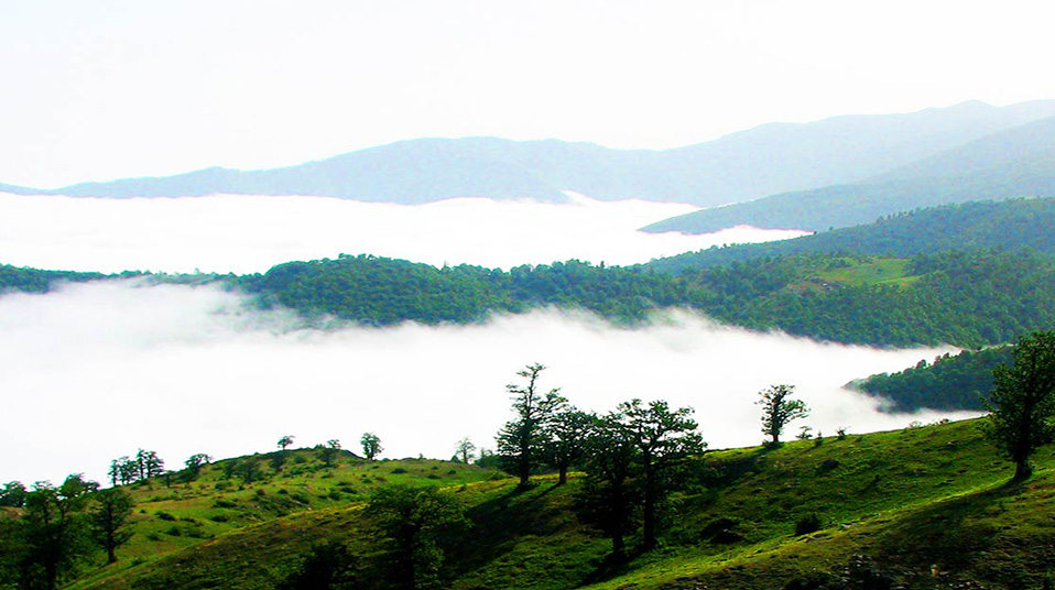 Abr Forest